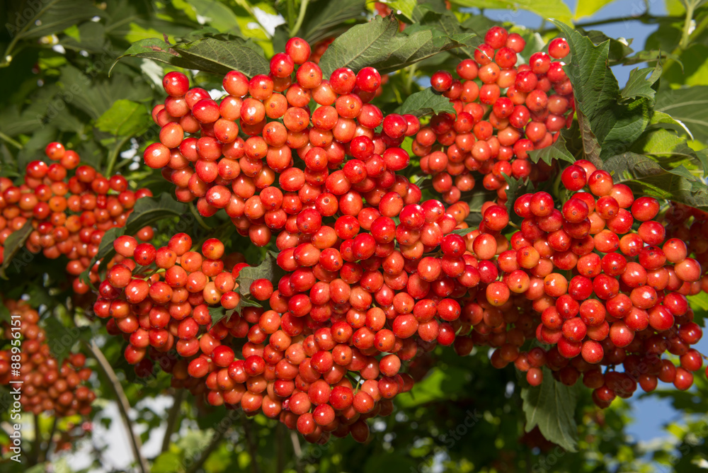 viburnum - red berries on a bush viburnum - red berries on a bush