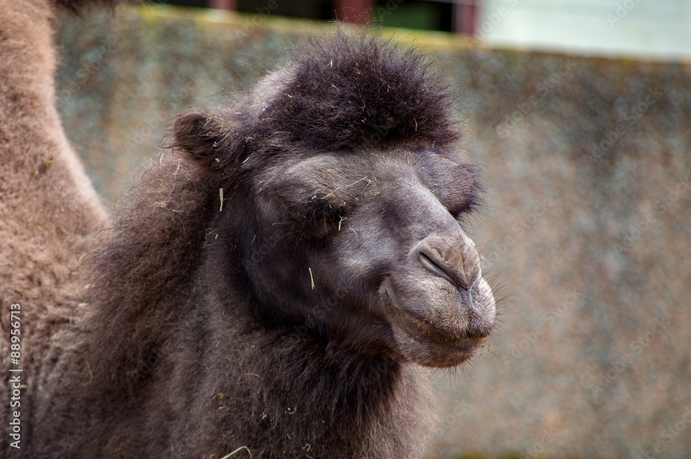 Close up of a camel's head