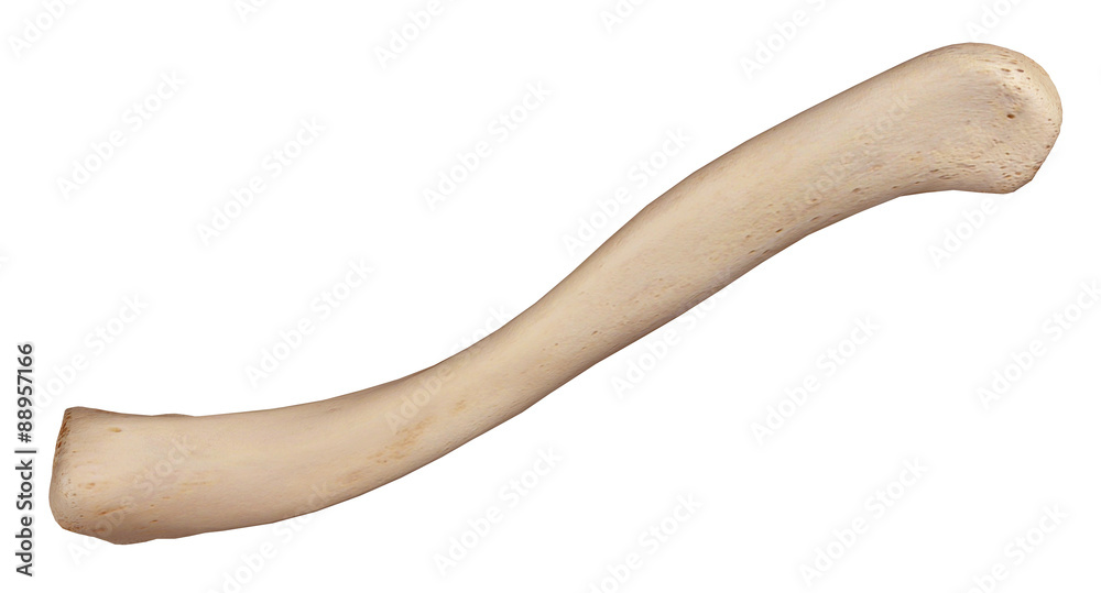medically accurate illustration of the clavicle