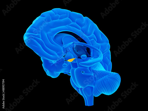 medically accurate illustration of the tuber cinereum