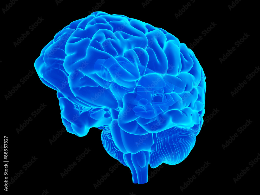 medically accurate illustration of the human brain medically accurate illustration of the human brain
