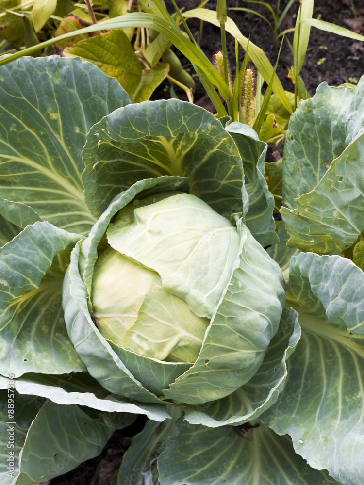 Obraz premium Cabbage