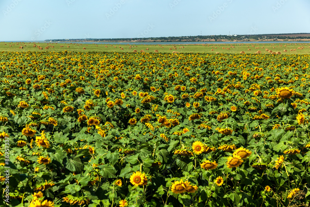 sunflower, field, sunflowers, blue, sky, nature, green, summer, bright, yellow, flower, background