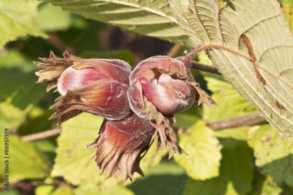Branch of filberts or hazelnuts with leaves Branch of filberts or hazelnuts with leaves