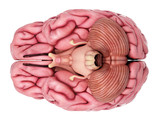 medically accurate illustration of the brain