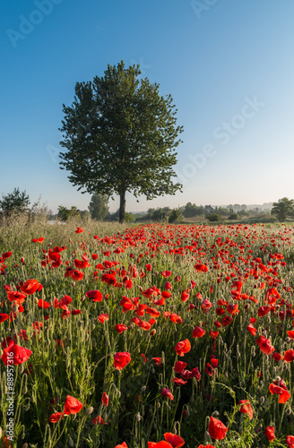 Red poppies on the meadow with a single tree in the morning sun