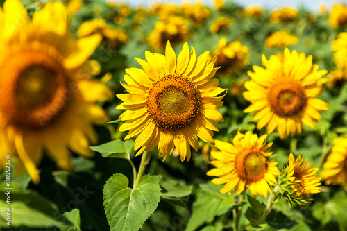 sunflower  field  sunflowers  blue  sky  nature  green  summer  bright  yellow  flower  background