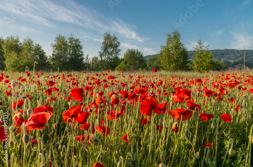 Red poppies field on the sunny morning with the trees in the background