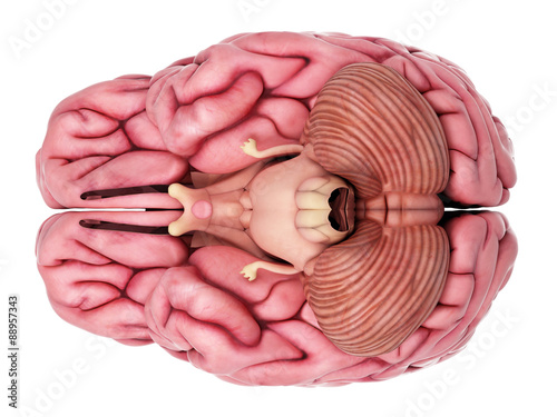 medically accurate illustration of the brain