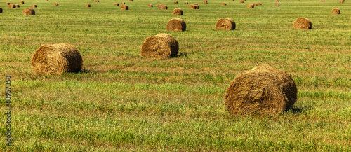 Fotografia, Obraz haystack, hay, background, rural, field, farm, summer, wheat, agriculture