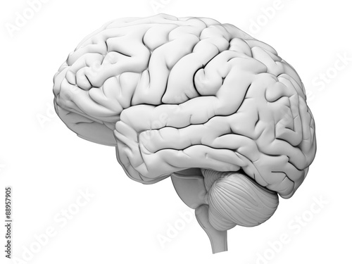 medically accurate illustration of the human brain