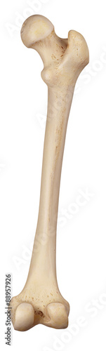 medically accurate illustration of the femur photo