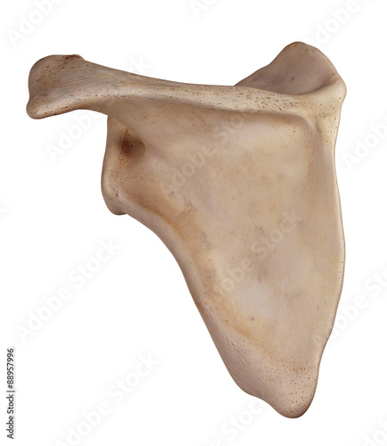 medically accurate illustration of the scapula
