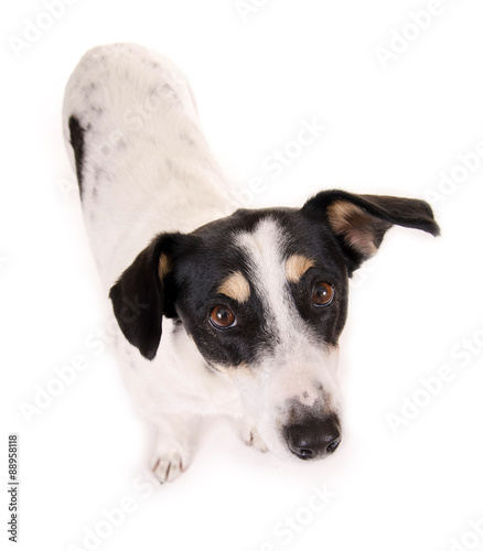 Stehender Jack Russell Terrier