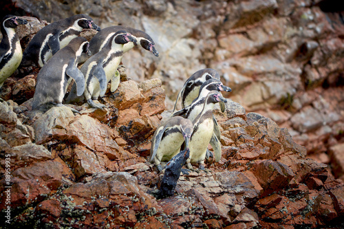 Penguins, Ballestas, Peru