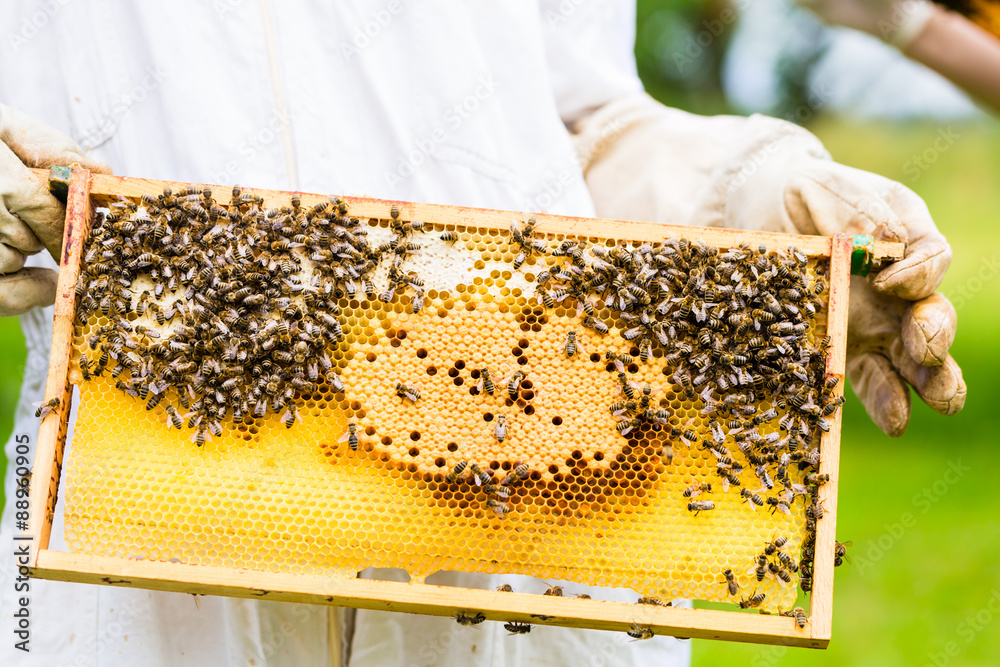 Imker kontrolliert Bienenstock und Wabenrahmen Imker kontrolliert Bienenstock und Wabenrahmen