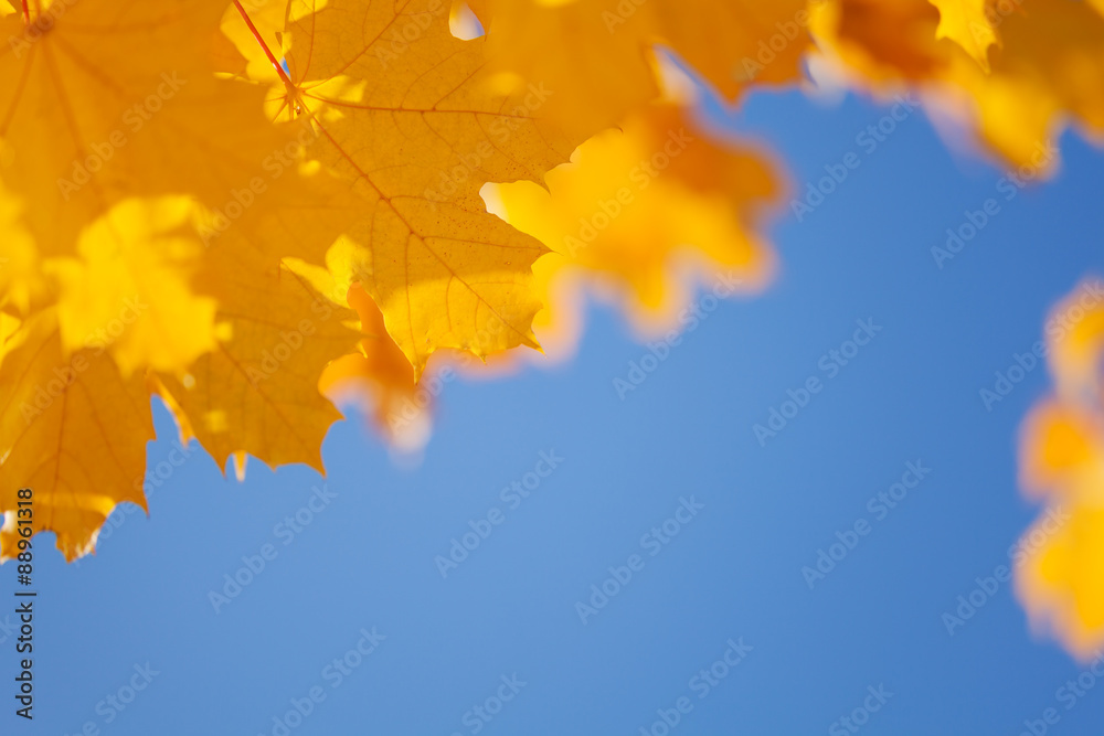 Autumn sky and yellow maple leaves border