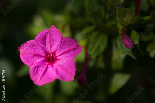 flower with pink leaves