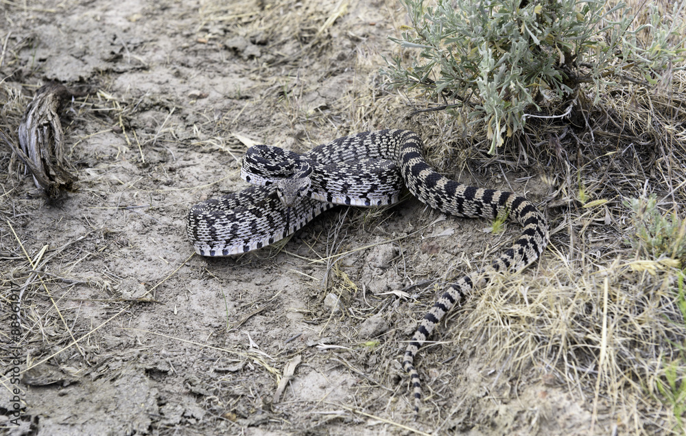 Obraz premium Oregon Bull/Great Basin Gopher Snake, Succor Creek, Southeastern Oregon