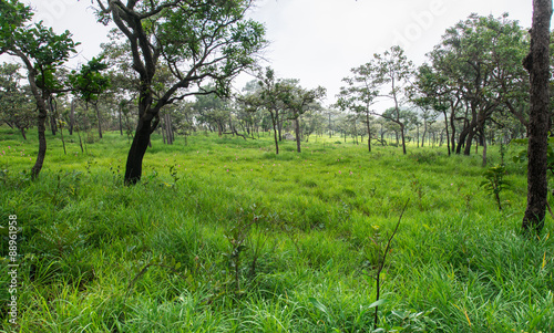 meadow and siam tulip in dry dipterocarp forest