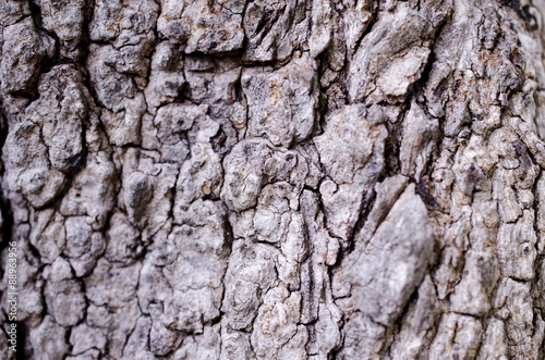 bark of tree