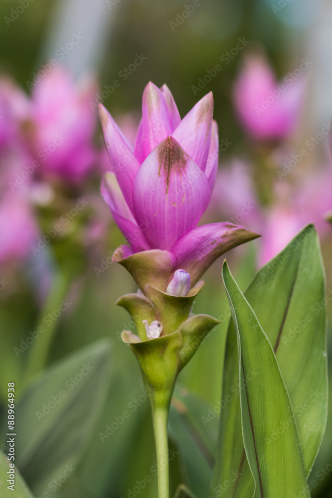 Fototapeta premium Siam Tulip flower