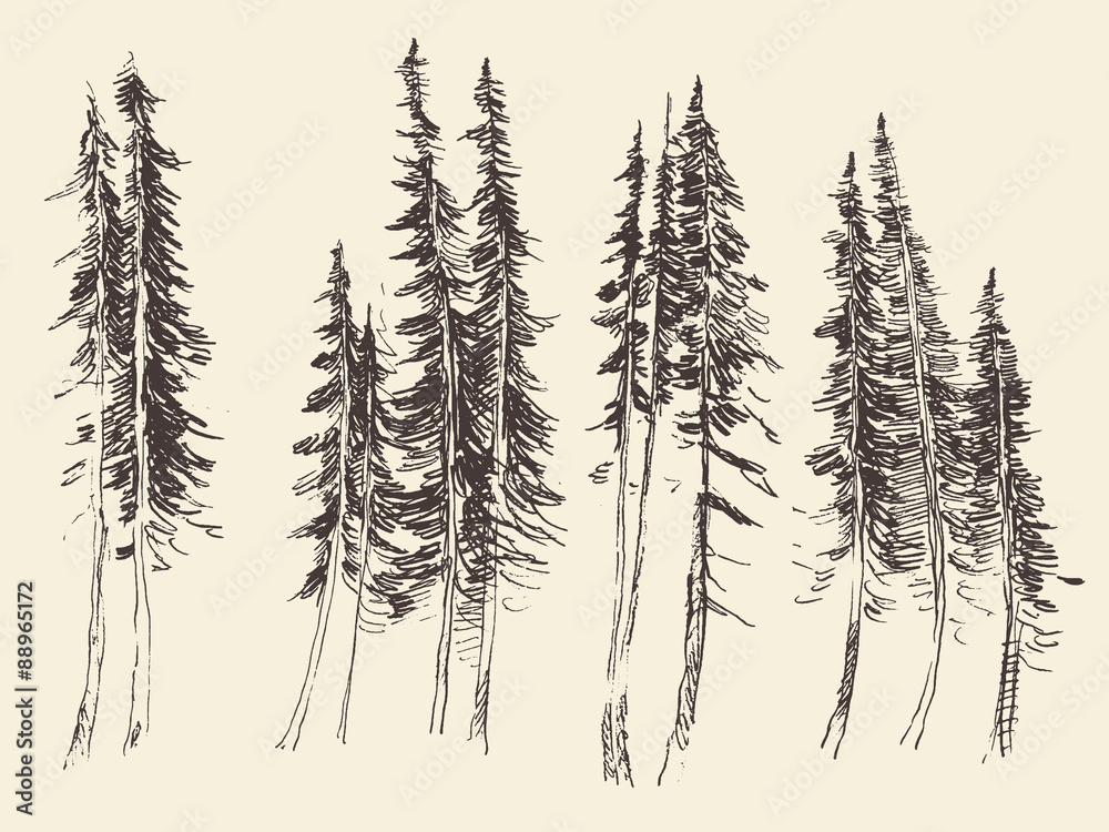 Fir forest engraving vector hand drawn sketch