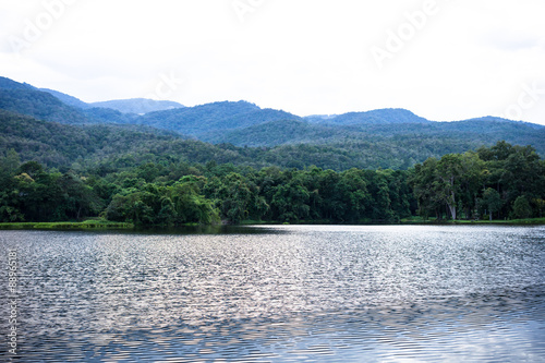 Spring forest is reflected in the river