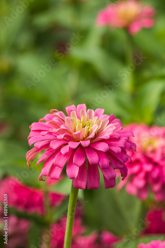 Beautiful flower in garden