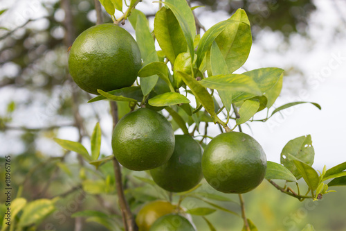 fresh Genus Citrus orange tree on natural garden background
