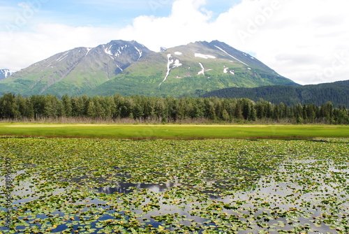 lily pad pond in front of mountains