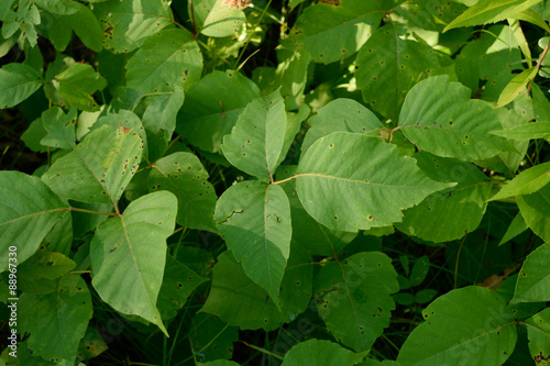 Poison Ivy (Toxicodendron radicans) Plants in Summer photo