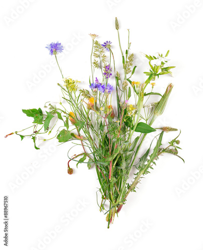 Wildflowers isolated on white