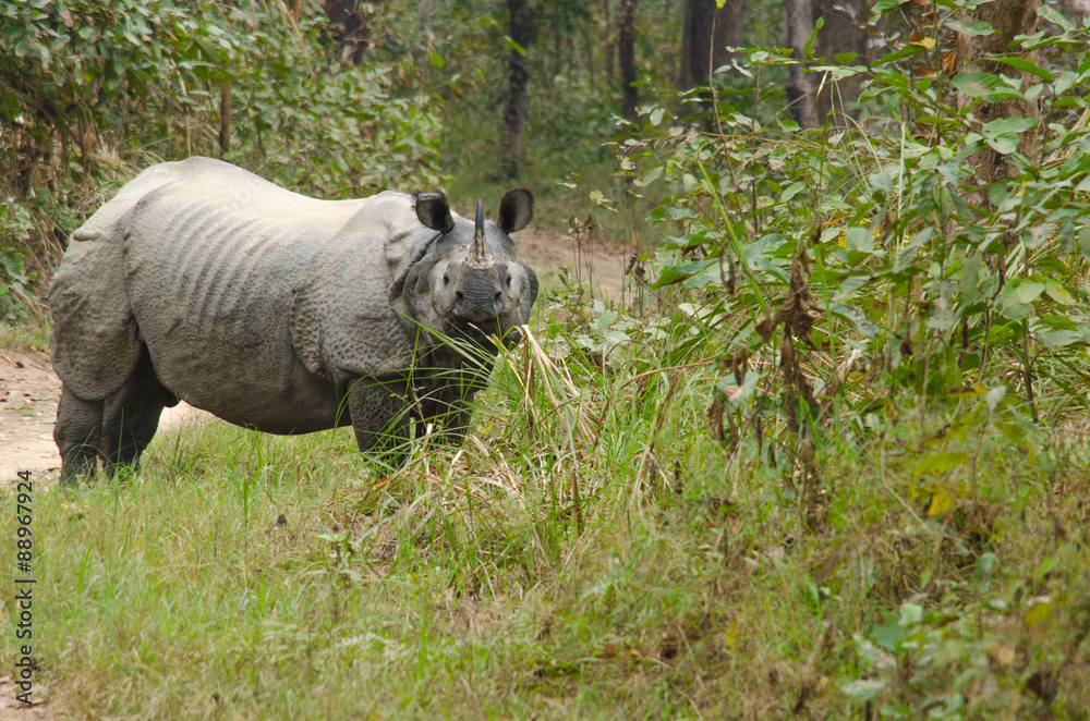 Fototapeta premium male rhino live in chitwan nationnal park , nepal