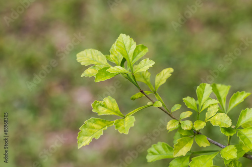Green leaf in garden