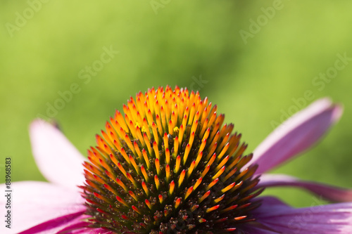 Sonnenhut - Echinacea photo