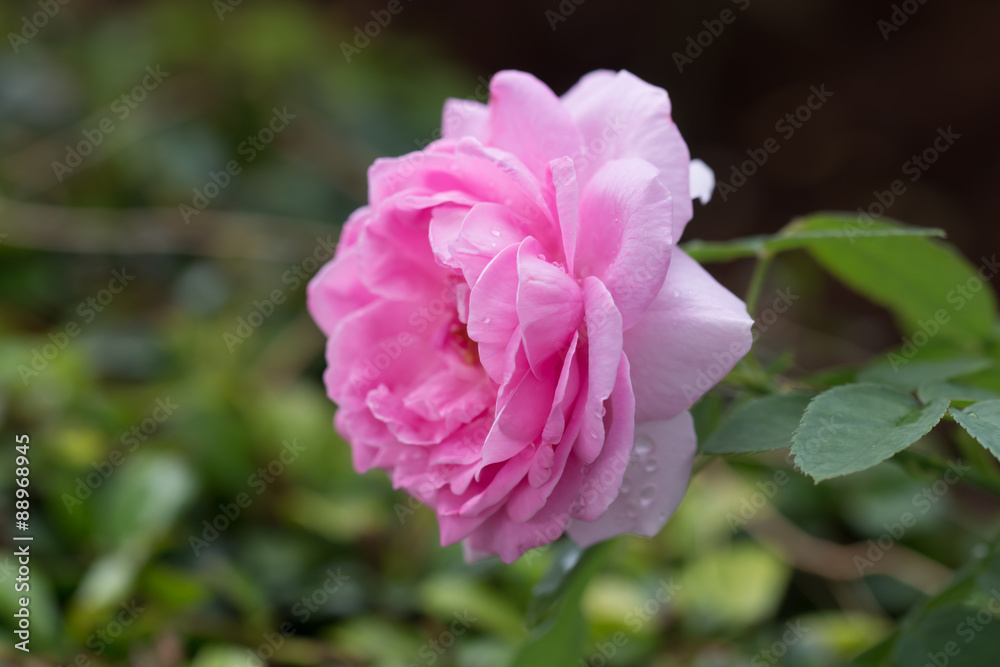beautiful rose in the garden