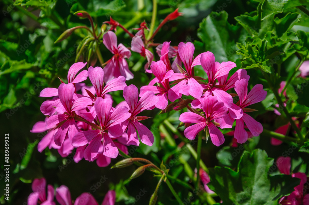 Beautiful pink flowers pelargonium hang-downing in macro Beautiful pink flowers pelargonium hang-downing in macro