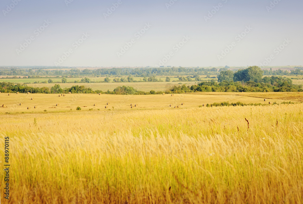 Summer Landscape with Wheat Field a