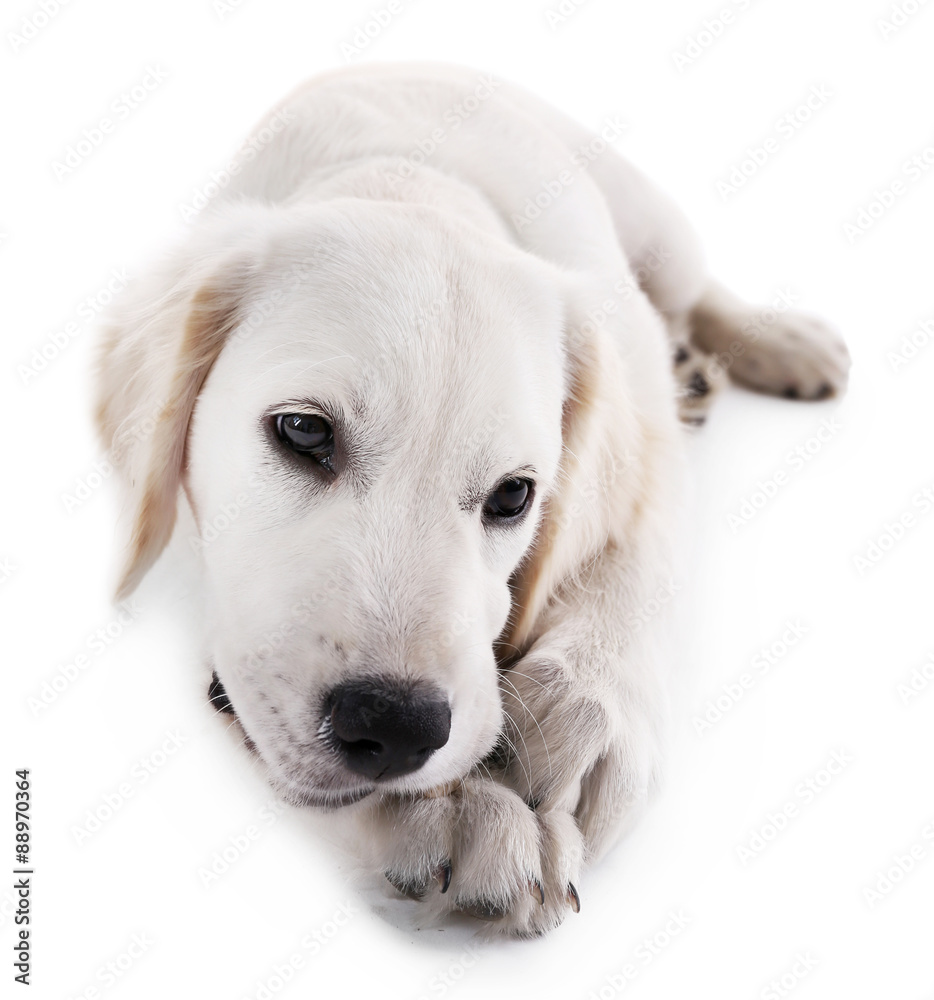 Labrador dog chewing bone isolated on white Labrador dog chewing bone isolated on white