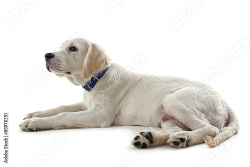 Labrador retriever dog lying isolated on white