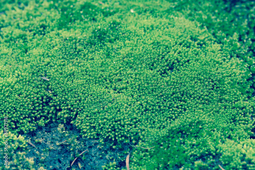 Fototapeta Naklejka Na Ścianę i Meble -  green moss