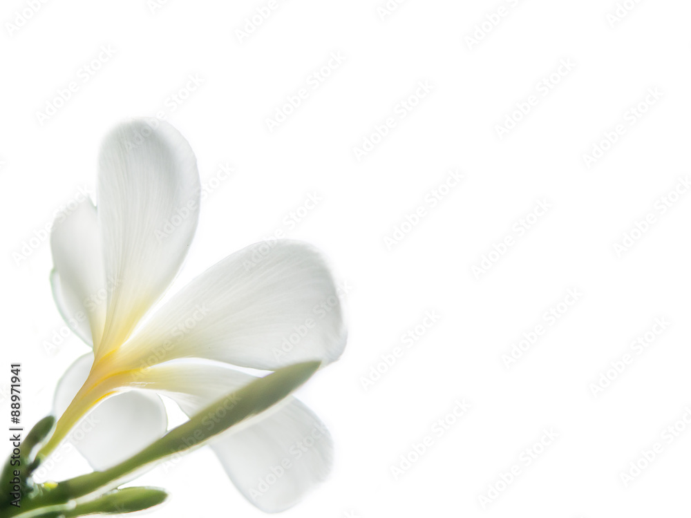 Beauty of White Frangipani or Plumeria flowers made with colorful filters.