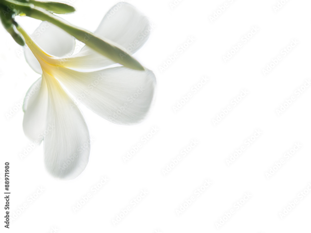 Beauty of White Frangipani or Plumeria flowers made with colorful filters.