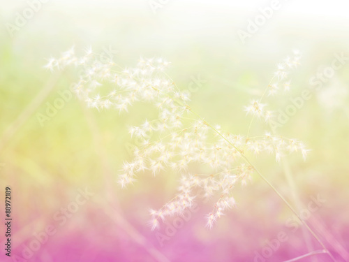 Abstract Blurry of grass Flower and colorful background. Beautiful flowers made with colorful filters.