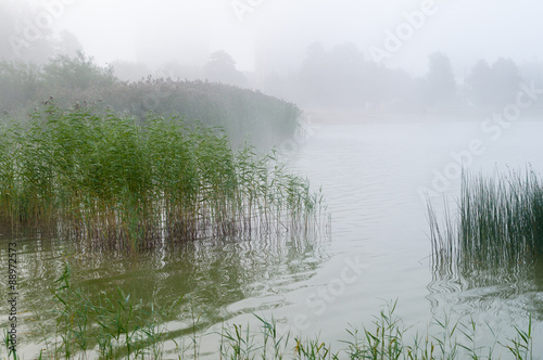 Reed and sedge thicket on the lake, misty morning background