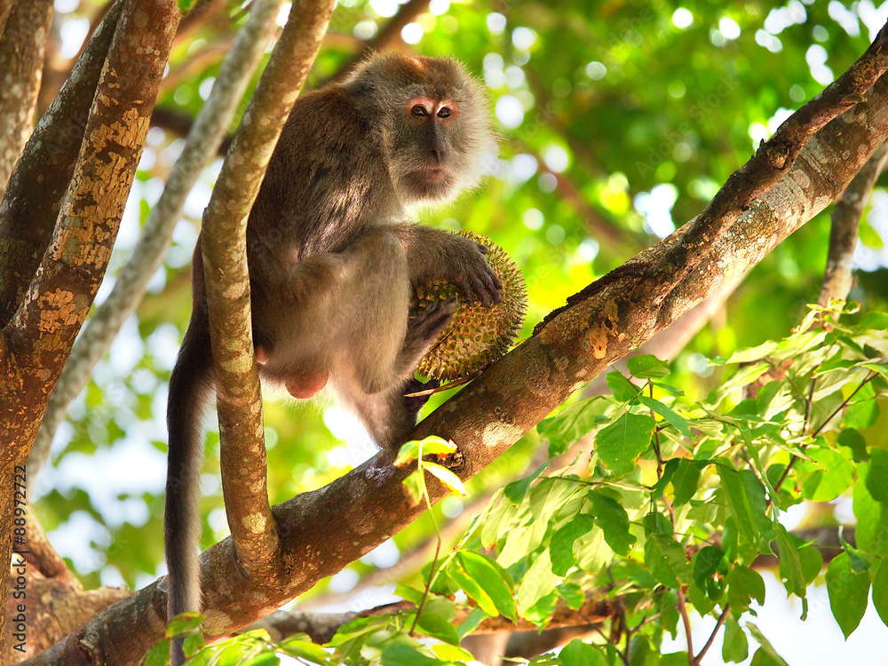 Fototapeta premium Monkey eating durian