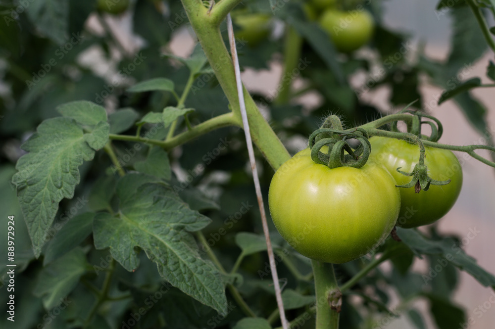 Green tomatoes ripening on vine