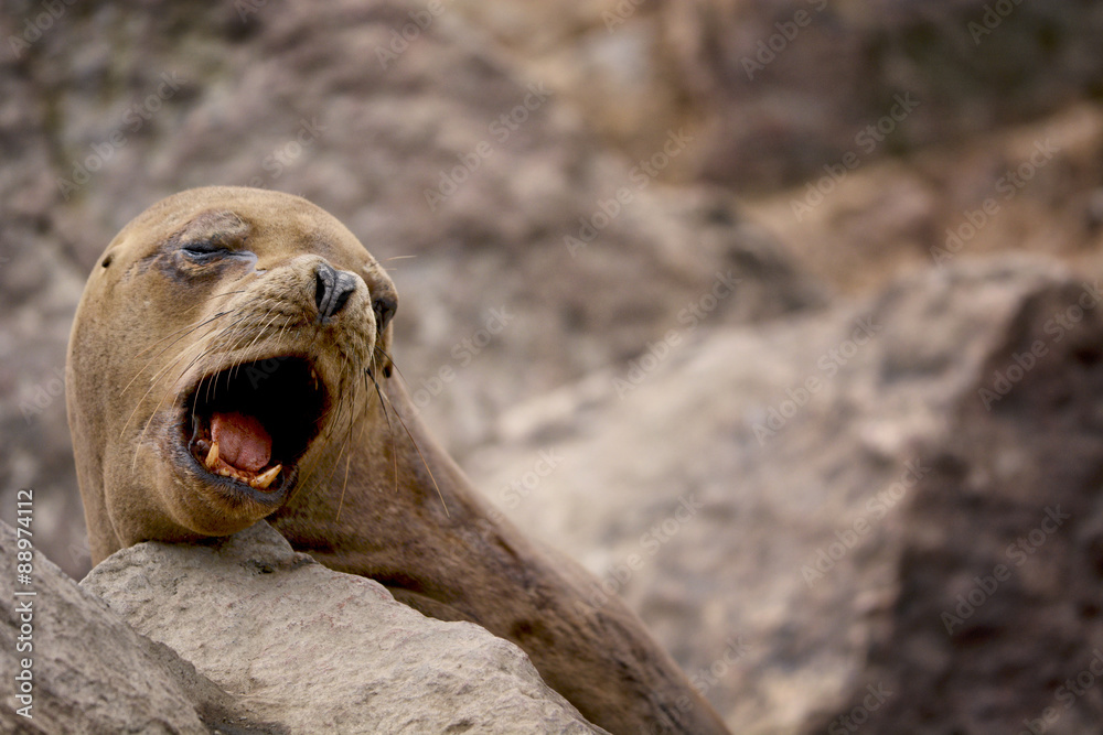 Fototapeta premium Fur seal, Ballestas, Peru