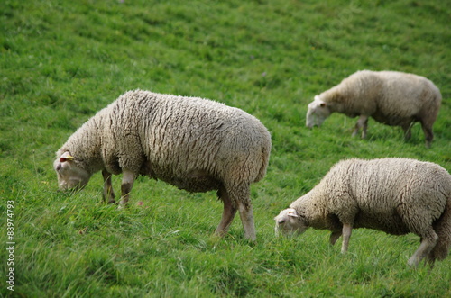 élevage ovin - mouton au pré